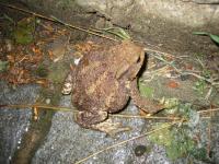 Toad1